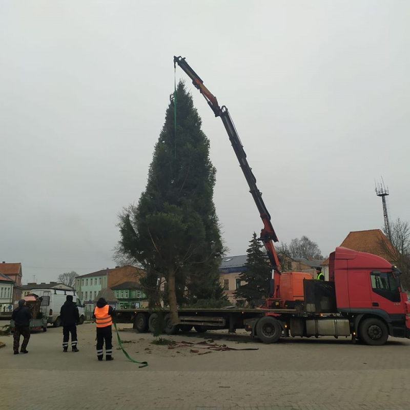 Tukumā, Brīvības laukumā tiek posta lielā Ziemassvētku egle un uzreiz arī novākta Tukumā, Brīvības laukumā tiek posta lielā Ziemassvētku egle un uzreiz arī novākta